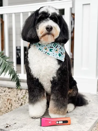 Best In Show Pet Spa - Image 1