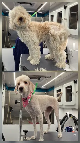 Paw Zone Mobile - Dogs & Cats - Image 1