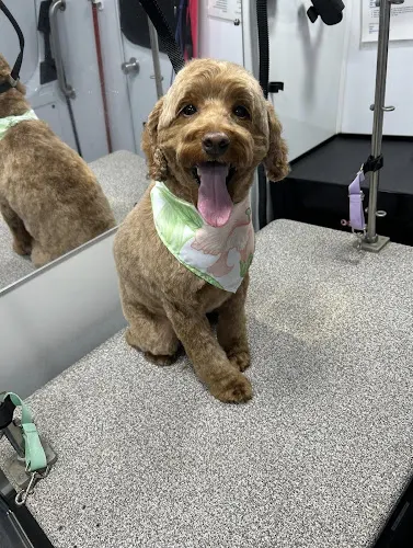 Pooch Perfection Pet Styling - Image 1
