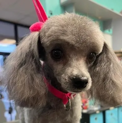 Doggie Do's of Lawrenceville - Image 1