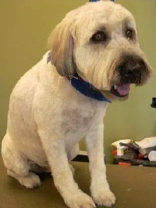 Paws & Relax Mobile Grooming - Image 1