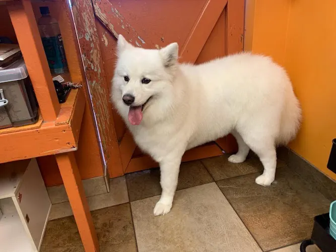 Wag n Wash pet grooming Livonia ny - Image 1