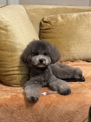 Peach Pooch Mobile Dog Grooming - Image 1
