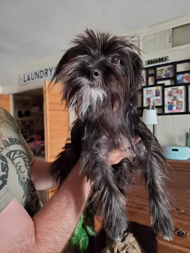 Mobile Dog Grooming Gypsy Dog OTG (On The Go) Palm Springs - Image 1