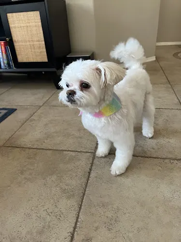 Mobile Pet Groomer Glendale | Pawgo - Image 1