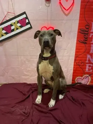 My Happy Place Doggy Daycare and Pet Boarding Inc. - Image 1