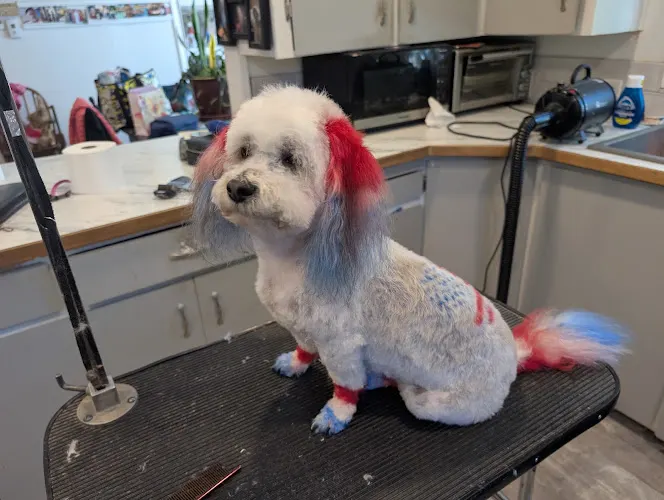 Laundermutts mobile dog grooming - Image 1
