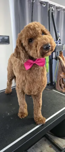 Off the hook k9 mobile grooming - Image 1