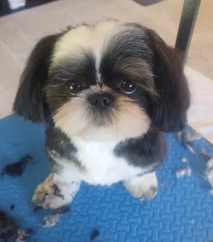 Jackie's House Call Grooming LLC - Image 1