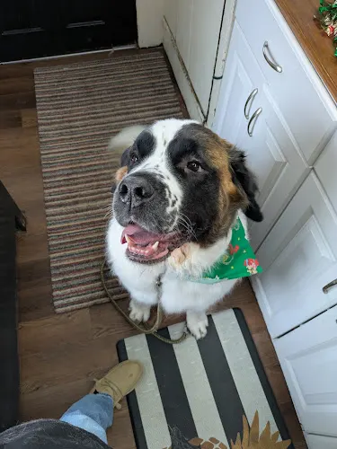 The Dutchy Dog - Image 1