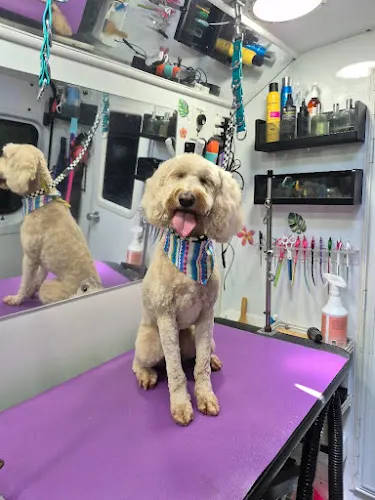 Tidy Tails To Go: Mobile Dog Grooming - Image 1