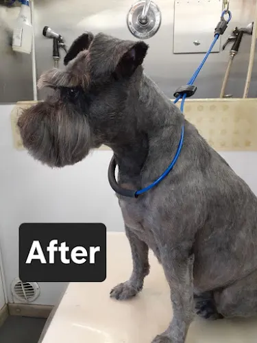 For Paws Only - Mobile Dog Grooming - Image 1