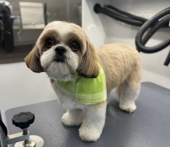 DapperTails Mobile Pet Grooming of East Suffolk - Image 1