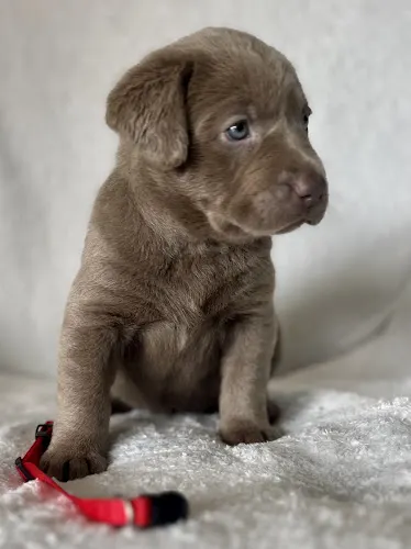 Hartwells Silverwater Labradors LLC Breeding and Grooming - Image 1