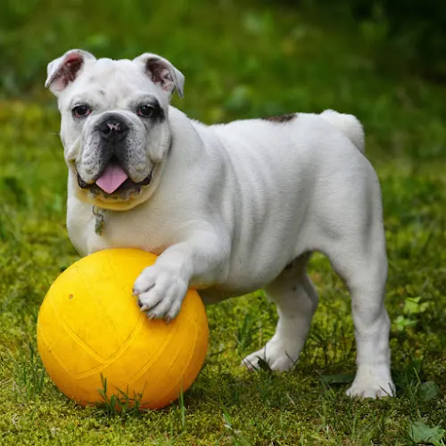 Boca Mobile Pet Grooming - Image 1