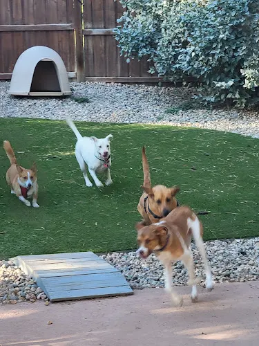 FurEver Furry Pet Care Services - Image 1
