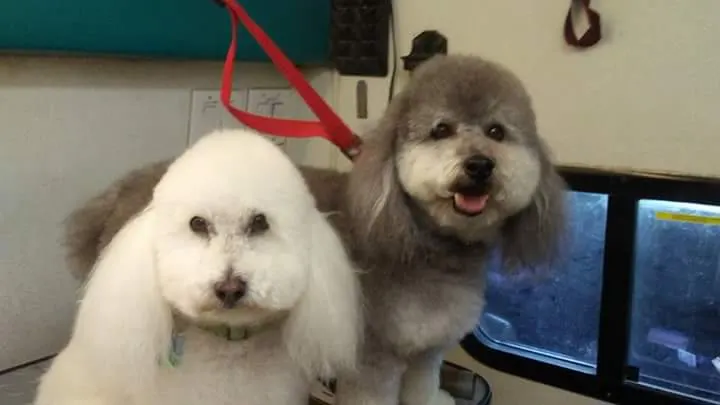 Doggy A Go Go Mobile Grooming - Image 1