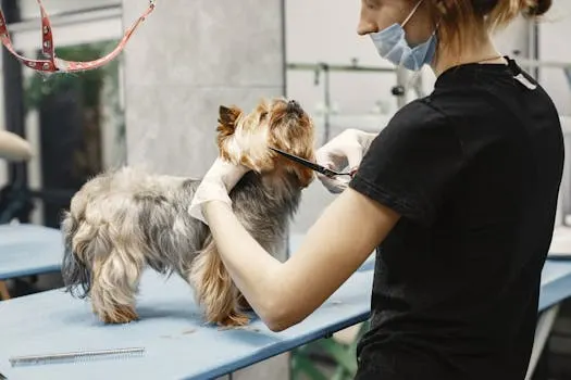 Top Dog's Mobile grooming salon - Image 1