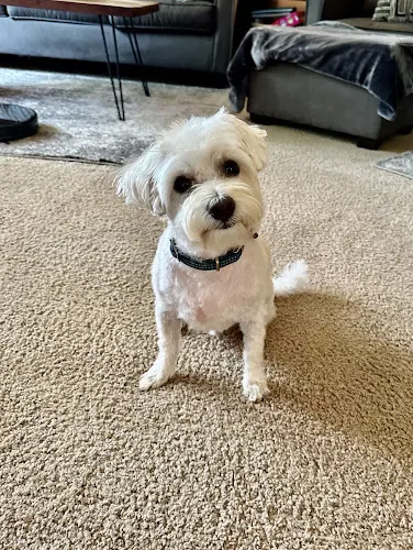 Four Dogs Only - Image 1