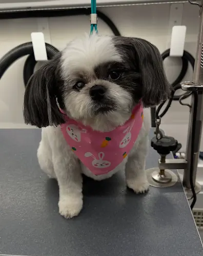 DapperTails Mobile Pet Grooming of Huntington - Image 1
