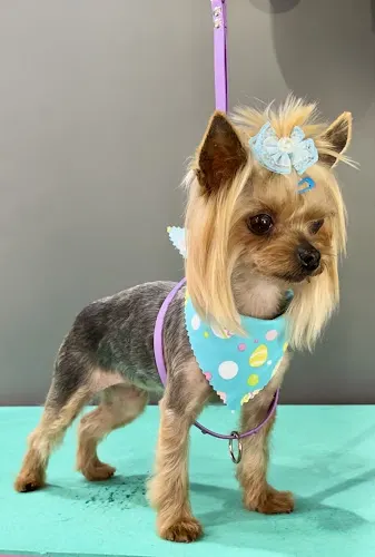 Paws N Claws Mobile Pet Salon - Image 1