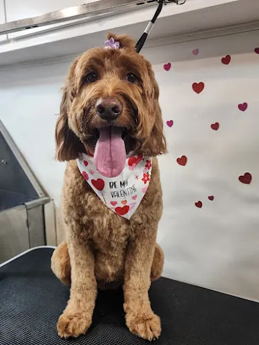 Zooe Dog Grooming - Image 1