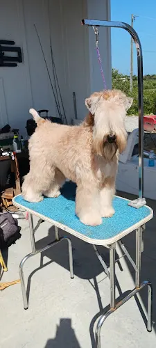 Brian Tuel's Dog Training At Your Door - Image 1