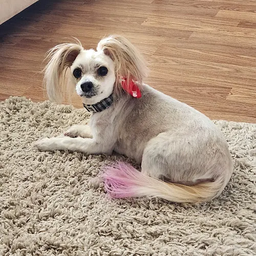 Sud-Z-Pet LLC - Image 1