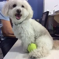 Dog-E-Den Hollywood Dog Daycare Boarding Grooming and Training - Image 1