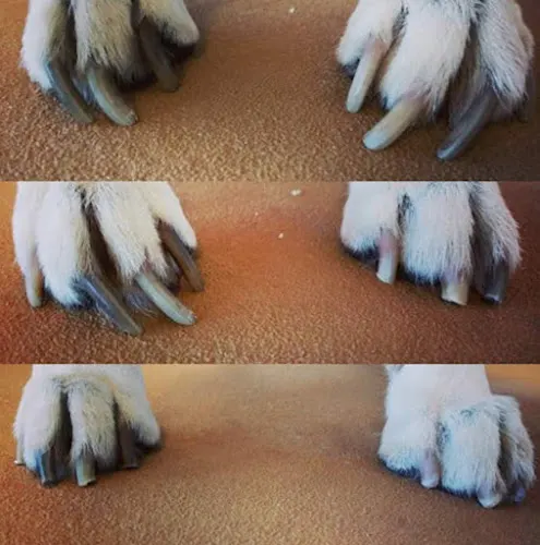 The Wandering Paw: Mobile Nail Trims - Image 1