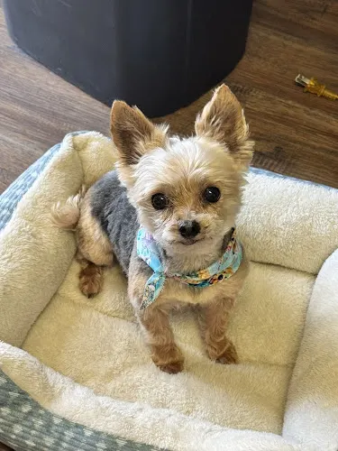 Southern Suds Dog Grooming - Image 1