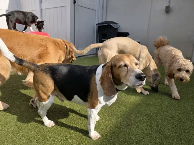 Dogtopia of Nasa - Image 1