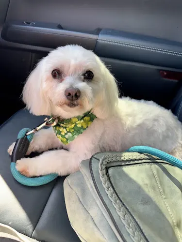 Jen Dog Grooming - Image 1
