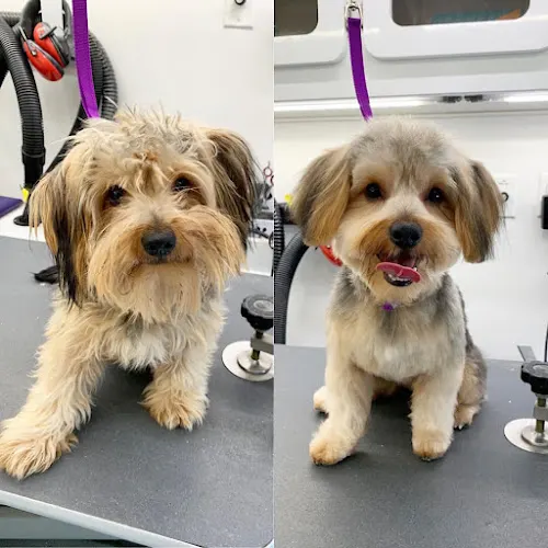 KeepPup Mobile Grooming Spa Inc. - Image 1