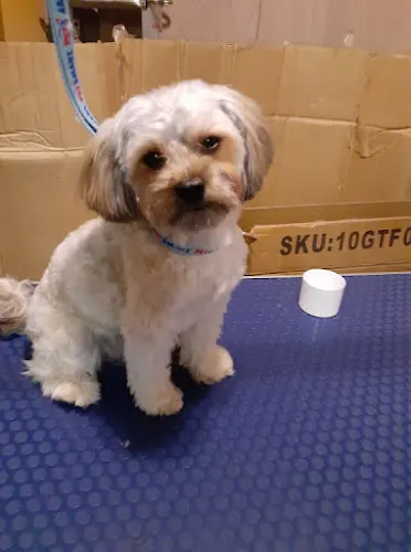 For The Love of Dog Mobile Grooming - Image 1