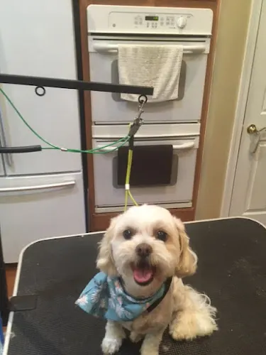 Out-of-the-Box House Call Dog Grooming - Image 1