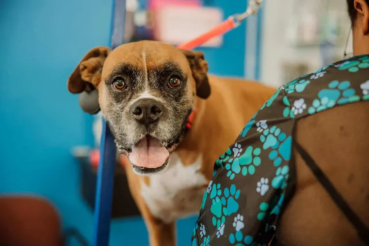 Animal Arts Grooming Co. - TRENTON - Image 1