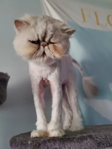 Oh My Fur Groom Salon inside Niagara SPCA - Image 1