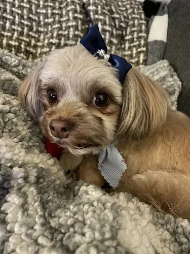YAPS Pet Styling (formerly soft tails, same owner) - Image 1