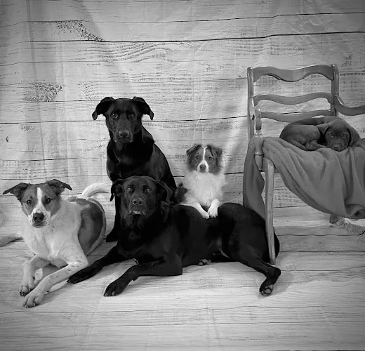 Perfect Pooches Mobile Dog Grooming - Image 1