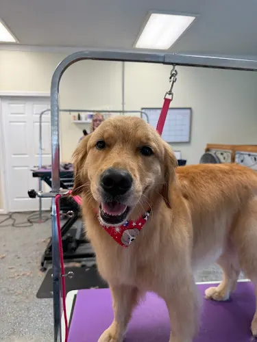 Poop Deck Amelia - Dog Grooming - Image 1