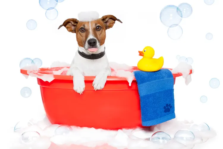 Tricia's Dog House & Pet Savers No Kill Shelter - Image 1