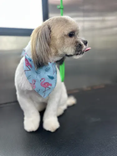 361 K9 Mobile Pet Grooming - Image 1