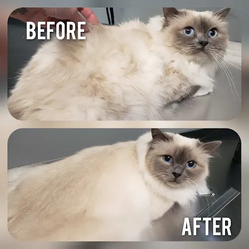 Tiny Paws Mobile Cat Grooming - Image 1