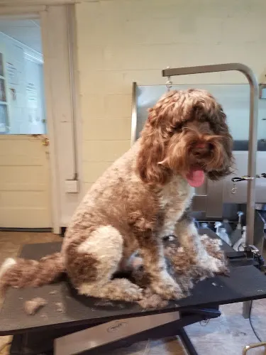 Barkly Heights Pet Spa - Image 1