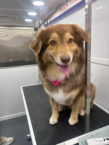 Shiny Dog Paws Mobile Grooming - Image 1