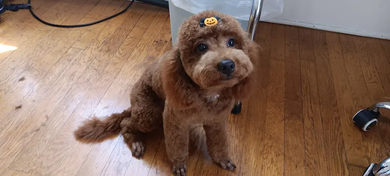 Dollface Dog Grooming in Richmond, KY