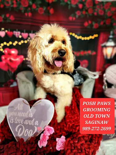 Picky Chic Posh Paws Grooming Boutique - Image 1