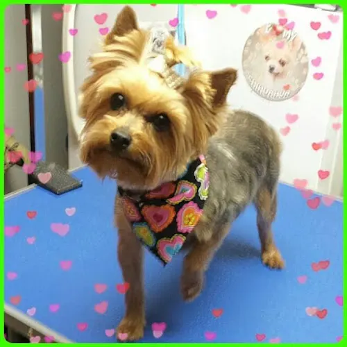 For the Love of Paws Mobile Pet Grooming - Image 1