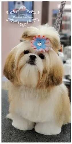 Woof Gang Bakery & Grooming, The Villages - Image 1